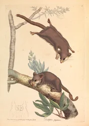 Dwergbuidelrat, Didelphis pygmaeus